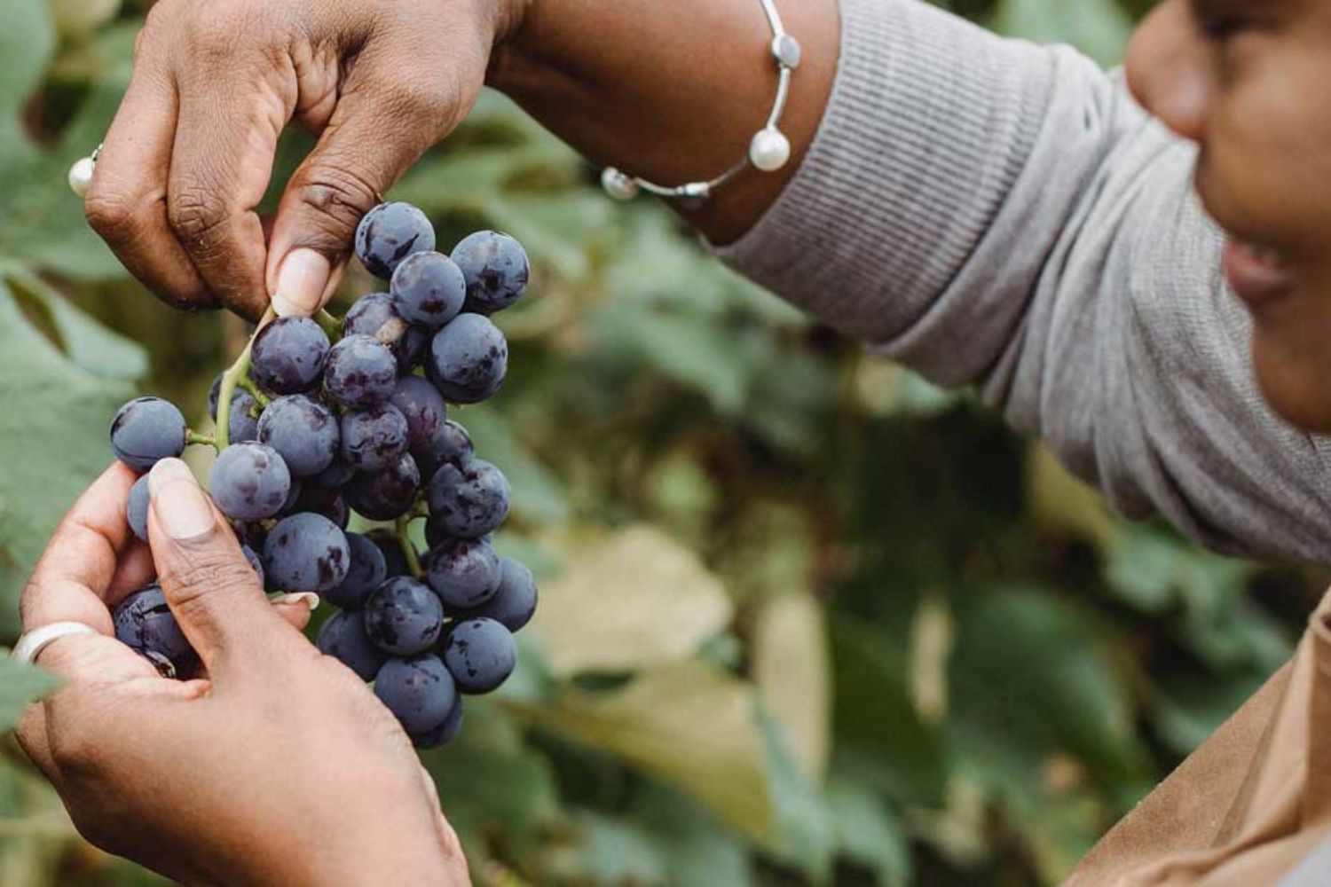 História das Principais Uvas Viníferas